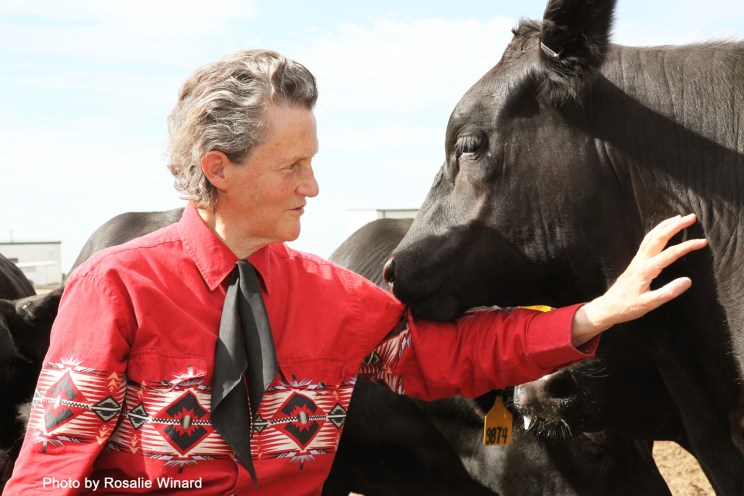 Temple Grandin with a large cow.