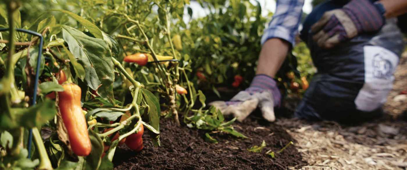Person gardening, with peppers growing on plants in rich soil.
