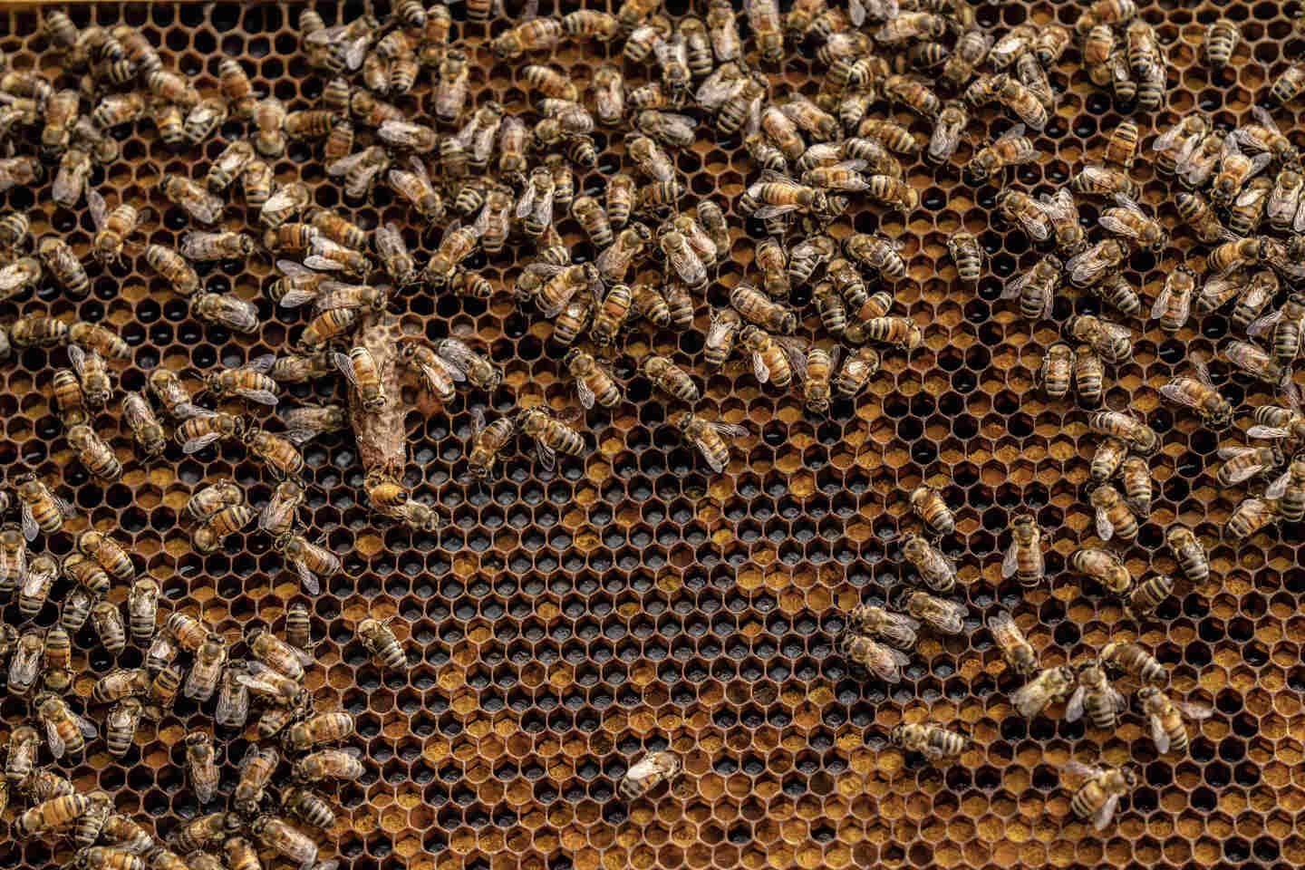 Chick-fil-A bees create buzzworthy impact | Chick-fil-A