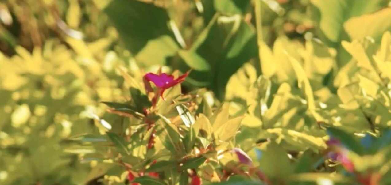 Closeup of green plants with bright pink flowers.
