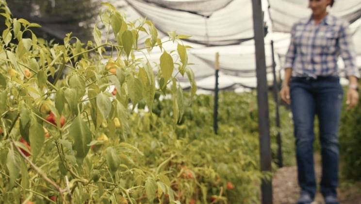 A garden with pepper plants under shade netting and a person walking in the background.