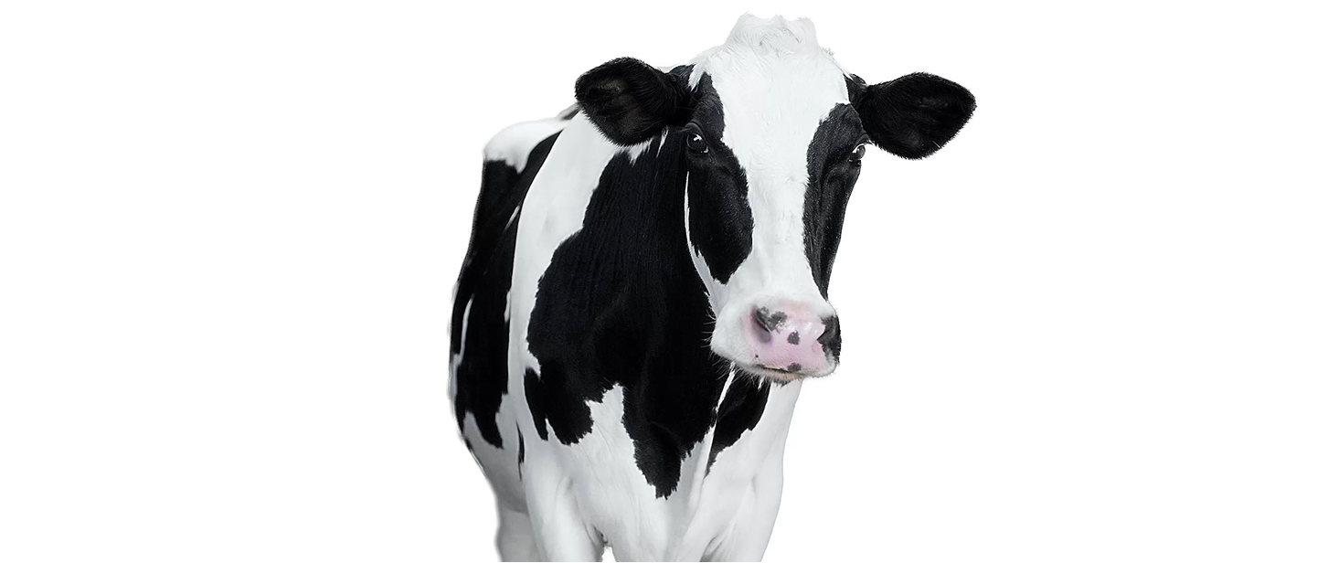 Front view of a black and white Holstein cow.