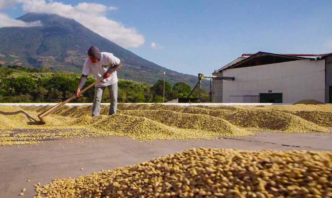 A man rakes dried coffee beans on a concrete platform with a mountain and metal building in the background.