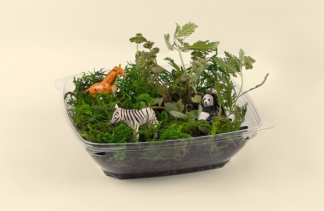 A clear salad container base with moss, greenery and plastic animals inside of it to create a mini jungle