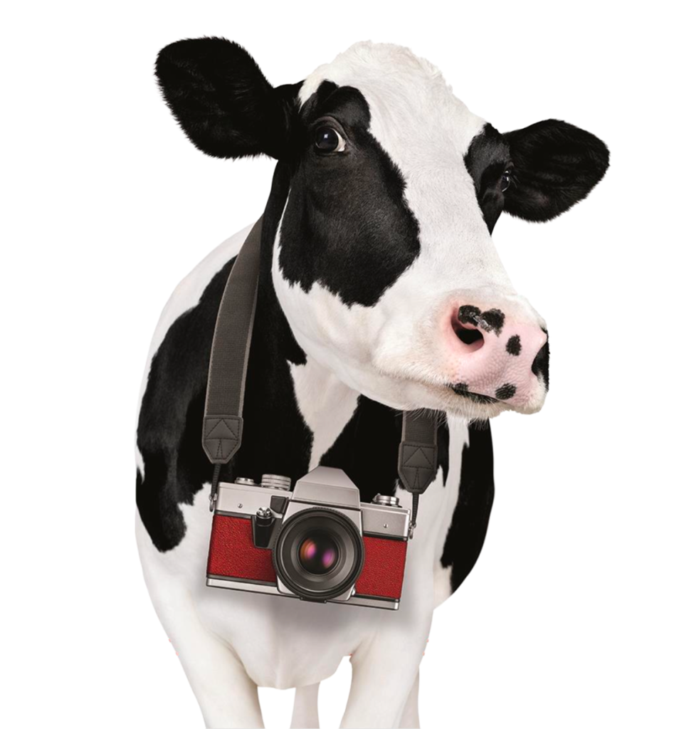 A Chick-fil-A Cow wearing a camera around its neck
