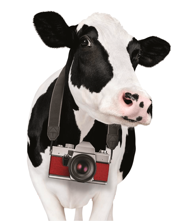 A Chick-fil-A Cow wearing a camera around its neck
