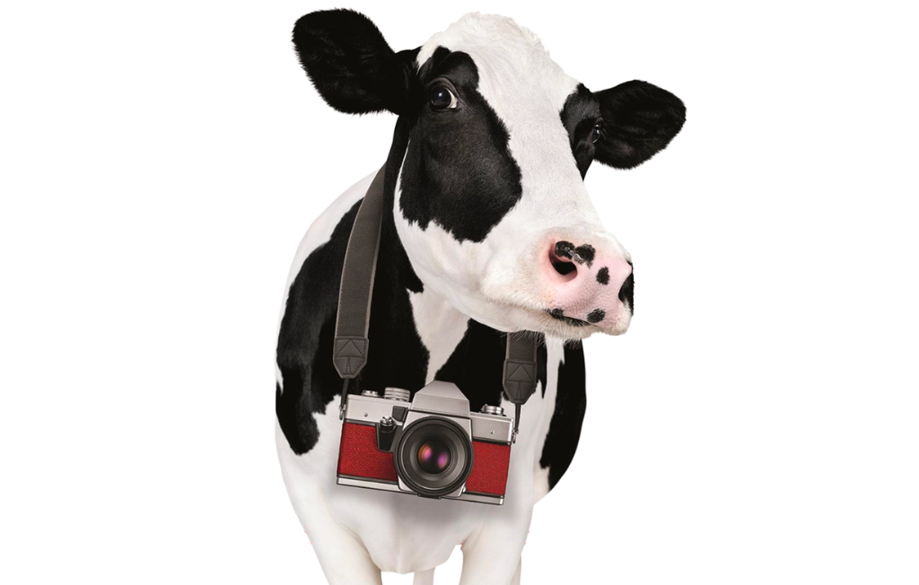 A Chick-fil-A Cow wearing a camera around its next